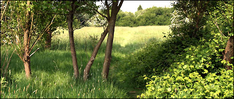 Mickleover Meadows 