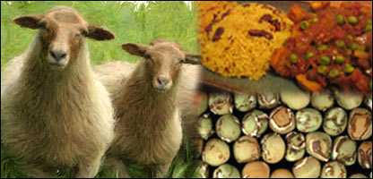 مشنگ و گوسفند