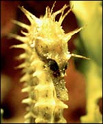 A spiny seahorse