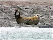 Seal on the rocks