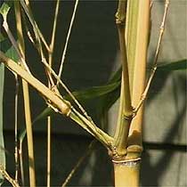 Phyllostachys aureosulcata f.aureocaulis