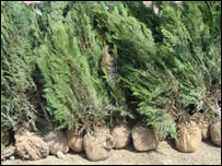 بوټ ګنډونکی