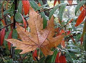 عکس از مهدی مرتضوی