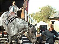 घुड़सवारी