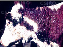 دڅارويو شينی