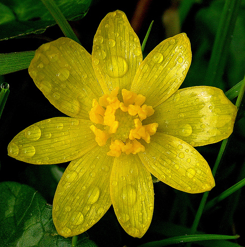 Pentax K20D.28-80mm SFX Macro Lens.Lesser Celandine Flower In The Bog.March 20th 2011.