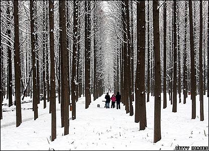 Các cư dân đi bộ trong một cánh rừng ở Nam Kinh ngày 26/01/2008