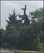 'Dinosaur-shaped' tree and 'witch-shaped' tree