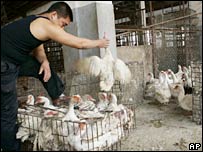 Drůbež v Číně