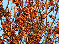 Ash keys in autumn