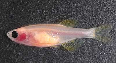 Peixe transparente