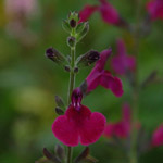 Salvia greggii 'Royal Bumble' at Hopleys Garden Plants