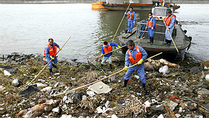 打撈黃浦江死豬