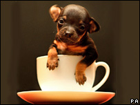 A baby dog in a teacup