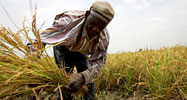African farmer harvesting crops in the field