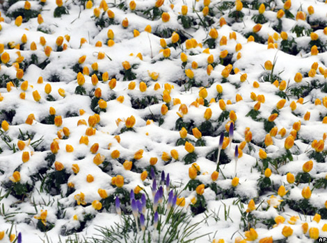 Crocus flowers growing in snow