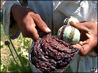 برداشت تریاک از بوته خشخاش