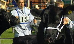 POicture: Cattle parade in the ring.