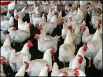 فارم مرغداری