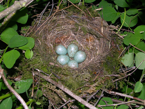 Re-used for several broods © Richard Castell