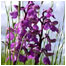 Orchids video (Image: Orchid c/o WT)