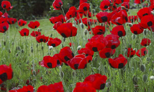 Poppies