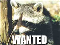 Missing racoon