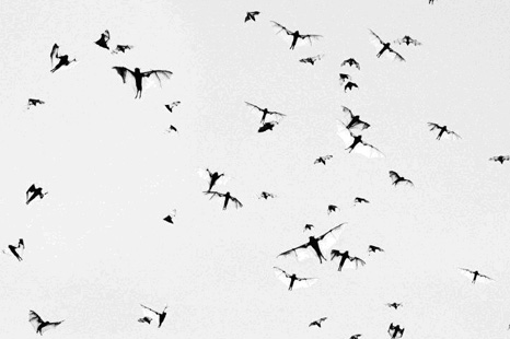 Trent Parke, minutes to Midnight, 2004 © Magnum Photos