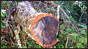 A felled rosewood tree www.marojejy.com