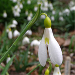 Galanthus plicatus 'Madelaine'