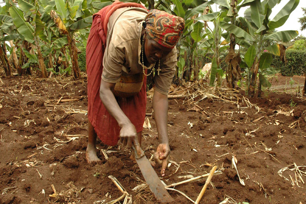 woman planting maize