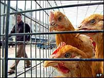 مرغ ها در قفس