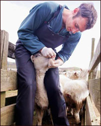 طبق درگوسفندان