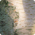 Betula jacquemonti