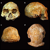 هومينيد، مجله نيچر