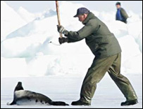 Caçador atinge foca com porrete