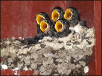  چوچه های غچی