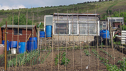 Terry's Allotment