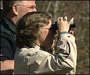 Keeping watch on the peregrines