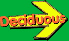 Find out about the deciduous tree