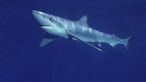 A blue Shark
