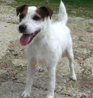 A Jack Russel. Courtesy of Colin Bright.