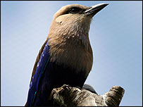 Blue-bellied roller