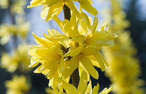 Forsythia