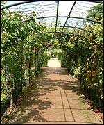 Arbour at the Physic Garden