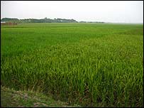 Arrozal em Bangladesh (Foto: Eric Brücher Camara)