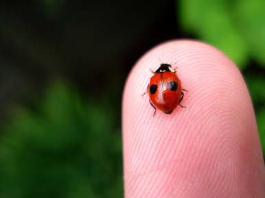 Ladybird
