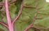 chard