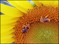 سورج مکھی کے پھول پر شہد کی مکھی 