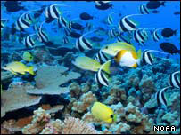 Peixes de recife (imagem: James Watt/NOAA)